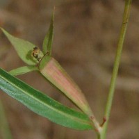 Ludwigia decurrens Walter